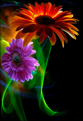 Gerbera orange and gerbera lilac on a multicolored  background, improvization by green, orange and blue light in background