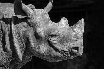 Rhinoceros, isolated, black background, black and white image
