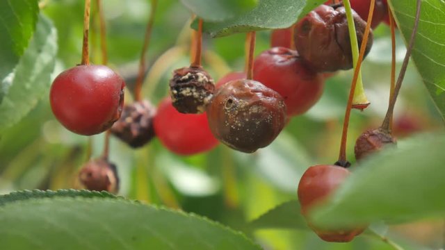 Rotten ripe cherry fruit hang on tree branch, damaged culture of farm diseases. Green leaf.
