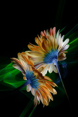 Two orange gerberas (bottom back view - with leaves and stems) and improvisation by green light on...