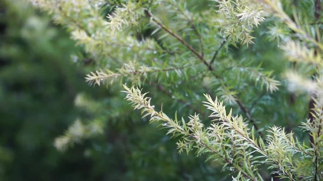 Common juniper tree can be replace Christmas day.