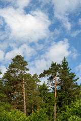 Obraz premium Tops of high green pines with light brown trunks against the blue sky with clouds