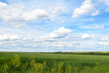 Sunlit green field with yellow flowers in the foreground, blue sky with clouds