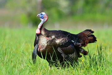 Turkey gobbling in Cades Cove Tennessee