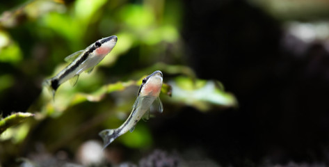 Otocinclus macrospilus vitattus aquarium fishes. Armored oto catfishes dwarf sucker. perfect algae...