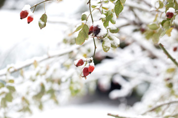  Frosted red rose hips in winter.the red berries of a rose-hip in the winter in snow