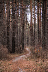 Obraz premium Autumn forest path