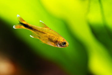 Aquarium fish Silver Tipped Tetra. Macro view orange gold color fish pattern, soft focus, green...