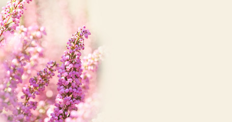 Surreal landscape flowering Erica tetralix small pink lilac plants, shallow depth of field, selective focus photography. copy space - obrazy, fototapety, plakaty