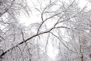 Fototapeta na wymiar Snow covered tree branch. Beautiful winter scene photo