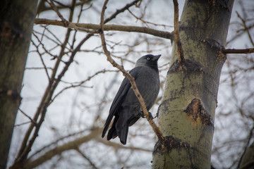 crow on branch