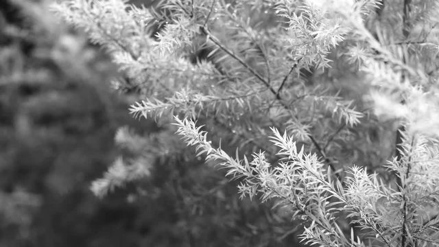ฺBlack and white tone Common juniper tree can be replace Christmas day.