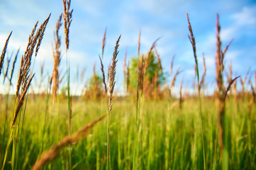 Fototapeta premium Plants on a green summer meadow with sky and trees on the background