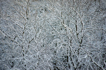 frozen nature details. tree branches and grass in snow