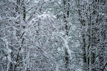 frozen nature details. tree branches and grass in snow