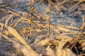 frozen nature details. tree branches and grass in snow