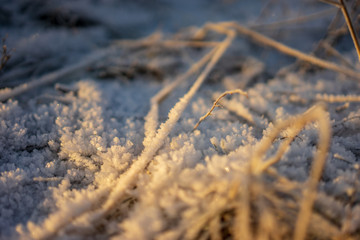 frozen nature details. tree branches and grass in snow