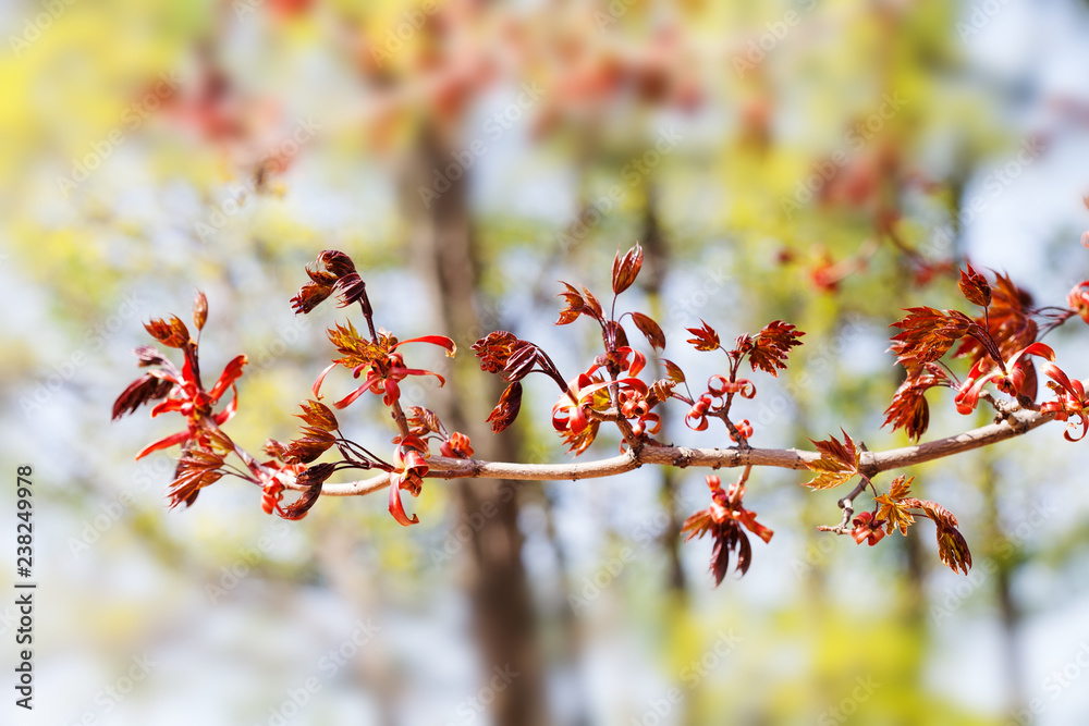 Canvas Prints spring time colorful scene. maple tree branch with fresh red leaves, sunny day. soft focus, shallow 