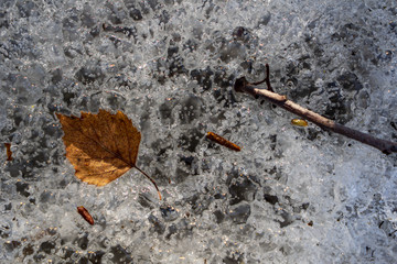 frozen nature details. tree branches and grass in snow
