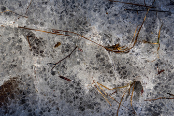 frozen nature details. tree branches and grass in snow
