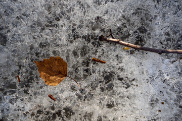 frozen nature details. tree branches and grass in snow