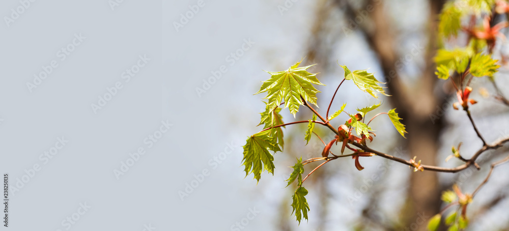 Canvas Prints beautiful spring time floral background with red maple tree branch. shallow depth of field, bright c
