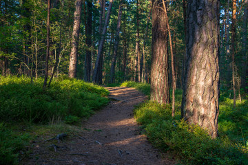tourist hiking trail track in green summer forest