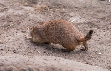 Black-Tailed Prairie Dog