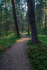 tourist hiking trail track in green summer forest