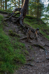 tourist hiking trail track in green summer forest