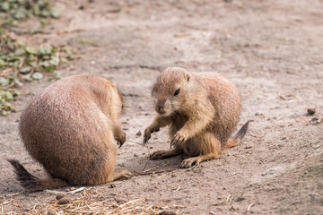 A cute scene of two loving prairie dogs close together