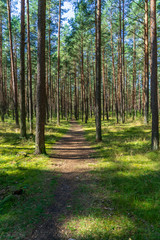 tourist hiking trail track in green summer forest