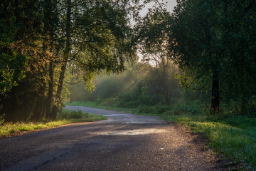 beautiful morning sun light shining through the trees on the road, sun rays
