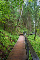 wooden plank boardwalk in swamp area in autumn