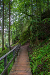 wooden plank boardwalk in swamp area in autumn
