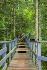 wooden plank boardwalk in swamp area in autumn