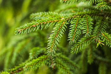 Closeup photo of green needle pine tree on the right side of picture. Small pine cones at the end of branches. Blurred pine needles in background