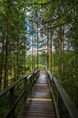 wooden plank boardwalk in swamp area in autumn