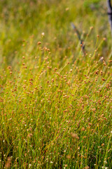 swamp vegetation close up with grass bents and foliage