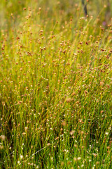 swamp vegetation close up with grass bents and foliage