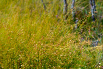 swamp vegetation close up with grass bents and foliage