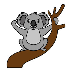 koala animal on the branch