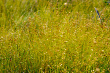 swamp vegetation close up with grass bents and foliage