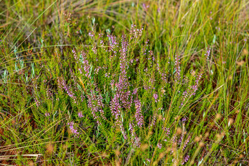 swamp vegetation close up with grass bents and foliage