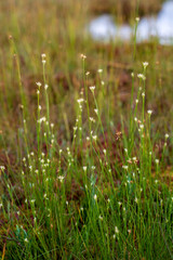 swamp vegetation close up with grass bents and foliage