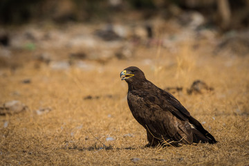 Steppe eagle (Aquila nipalensis) jorbeer, bikaner, India