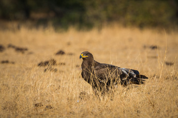 Steppe eagle (Aquila nipalensis) jorbeer, bikaner, India