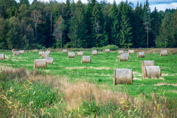 Obraz premium rolls of hay in green field under blue sky