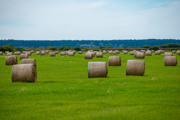 rolls of hay in green field under blue sky