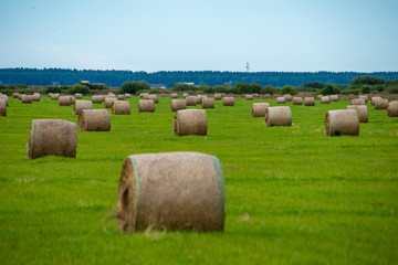 rolls of hay in green field under blue sky